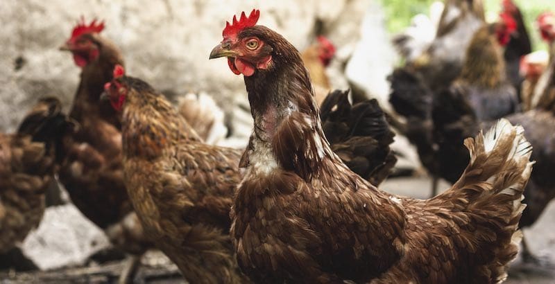 hens roaming in a cage free environment